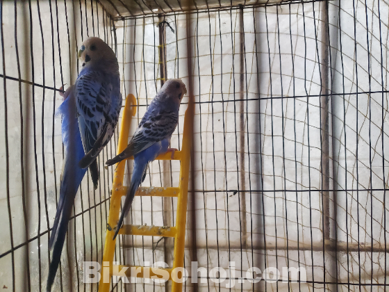 বাজিগার পাখি বিক্রয়, ডিম বাচ্চা রানিং